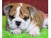 PoulaTo: English bulldogs καθαρόαιμα